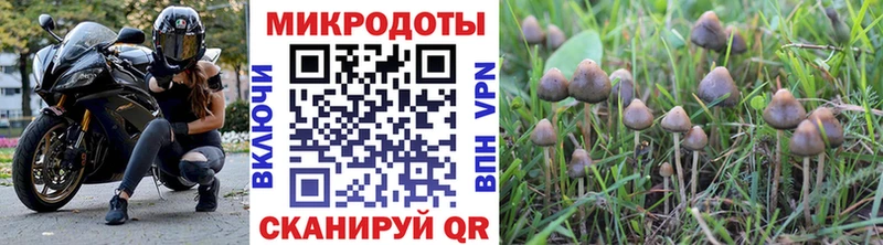 где найти   Новороссийск  Галлюциногенные грибы мухоморы 